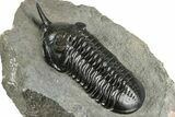 Morocconites Trilobite Fossil - Top Quality Specimen #355770-7